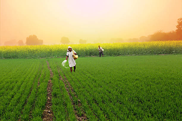 Traditional Farming